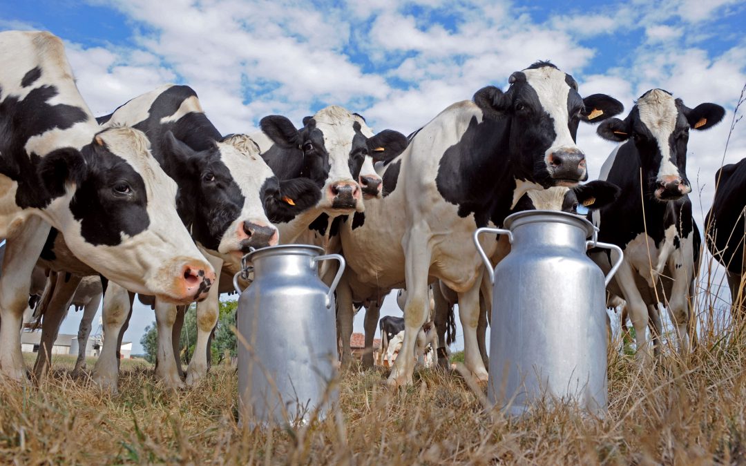 Productores lecheros advierten que la actividad se encuentra en rojo y pronóstico reservado