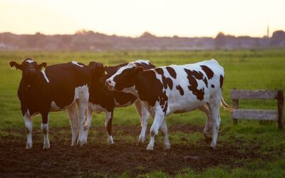 Manfrey construirá un megatambo para rescatar a productores