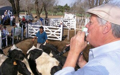 Vacas y vaquillonas de tambo en línea con los nuevos precios de la leche