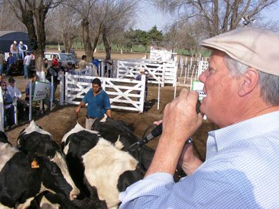 Vacas y vaquillonas de tambo en línea con los nuevos precios de la leche