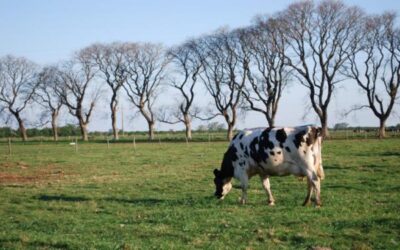 El precio de la leche en agosto cerró con un promedio de u$s 0,29