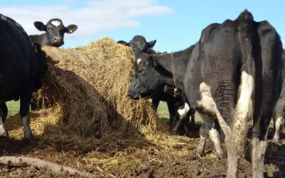 La tabla de alimentos que permite mejorar la eficiencia de conversión en vacas lecheras